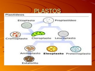 PLASTOSPLASTOS
 