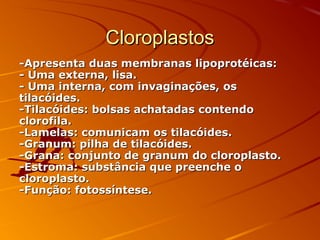 CloroplastosCloroplastos
-Apresenta duas membranas lipoprotéicas:-Apresenta duas membranas lipoprotéicas:
- Uma externa, lisa.- Uma externa, lisa.
- Uma interna, com invaginações, os- Uma interna, com invaginações, os
tilacóides.tilacóides.
-Tilacóides: bolsas achatadas contendo-Tilacóides: bolsas achatadas contendo
clorofila.clorofila.
-Lamelas: comunicam os tilacóides.-Lamelas: comunicam os tilacóides.
-Granum: pilha de tilacóides.-Granum: pilha de tilacóides.
-Grana: conjunto de granum do cloroplasto.-Grana: conjunto de granum do cloroplasto.
-Estroma: substância que preenche o-Estroma: substância que preenche o
cloroplasto.cloroplasto.
-Função: fotossíntese.-Função: fotossíntese.
 