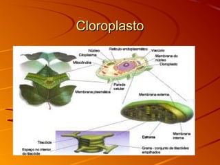 CloroplastoCloroplasto
 