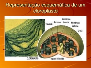 Representação esquemática de umRepresentação esquemática de um
cloroplastocloroplasto
 