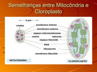 Semelhanças entre Mitocôndria eSemelhanças entre Mitocôndria e
CloroplastoCloroplasto
 