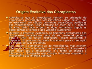 Origem Evolutiva dos CloroplastosOrigem Evolutiva dos Cloroplastos
Acredita-se que os cloroplastos tenham se originado deAcredita-se que os cloroplastos tenham se originado de
organismos procariontes fotossintéticos (algas azuis), queorganismos procariontes fotossintéticos (algas azuis), que
se estalaram em células primitivas eucariontes aeróbicasse estalaram em células primitivas eucariontes aeróbicas
por endossimbiose. Essa simbiose há cerca de 1,2 bilhõespor endossimbiose. Essa simbiose há cerca de 1,2 bilhões
de anos, teria dado origem às algas vermelhas, depois asde anos, teria dado origem às algas vermelhas, depois as
algas pardas e verdes e aos vegetais superiores.algas pardas e verdes e aos vegetais superiores.
Durante o processo evolutivo, as bactérias precursoras dosDurante o processo evolutivo, as bactérias precursoras dos
cloroplastos transferiram parte de seu material genéticocloroplastos transferiram parte de seu material genético
para o DNA da célula hospedeira, assim passaram apara o DNA da célula hospedeira, assim passaram a
depender do genoma da célula hospedeira para a produçãodepender do genoma da célula hospedeira para a produção
de muitas de suas proteínas.de muitas de suas proteínas.
Esta origem é semelhante ao da mitocôndria, mas existemEsta origem é semelhante ao da mitocôndria, mas existem
diferenças como o tamanho das organelas, o cloroplasto édiferenças como o tamanho das organelas, o cloroplasto é
bem maior que a mitocôndria, e a fonte de energia ébem maior que a mitocôndria, e a fonte de energia é
diferente, o cloroplasto usa energia luminosa enquanto adiferente, o cloroplasto usa energia luminosa enquanto a
mitocôndria usa energia química.mitocôndria usa energia química.
 