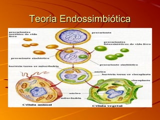 Teoria EndossimbióticaTeoria Endossimbiótica
 