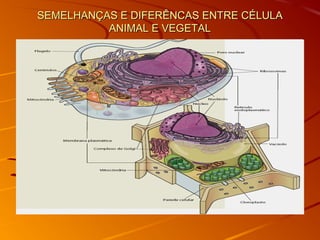 SEMELHANÇAS E DIFERÊNCAS ENTRE CÉLULASEMELHANÇAS E DIFERÊNCAS ENTRE CÉLULA
ANIMAL E VEGETALANIMAL E VEGETAL
 