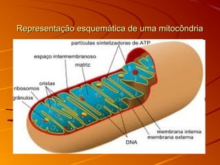 Representação esquemática de uma mitocôndriaRepresentação esquemática de uma mitocôndria
 