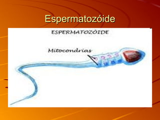EspermatozóideEspermatozóide
 