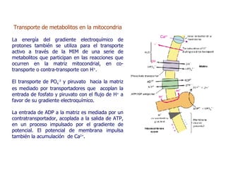 Transporte de metabolitos en la mitocondria La energía del gradiente electroquímico de protones también se utiliza para el transporte activo a través de la MIM de una serie de metabolitos que participan en las reacciones que ocurren en la matriz mitocondrial, en co-transporte o contra-transporte con H + .  El transporte de PO 4 -3  y piruvato  hacia la matriz es mediado por transportadores que  acoplan la entrada de fosfato y piruvato con el flujo de H +  a favor de su gradiente electroquímico.  La entrada de ADP a la matriz es mediada por un contratransportador, acoplada a la salida de ATP, en un proceso impulsado por el gradiente de potencial. El potencial de membrana impulsa también la acumulación  de Ca 2+ . Ca 2+ 