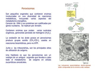 Peroxisomas  Son pequeños organelos que contienen enzimas involucradas en una diversidad de reacciones metabólicas, incluyendo varios aspectos del metabolismo energético.  Carecen de  DNA y sus proteínas son codificadas por genes nucleares.  Se replican por división.  Contienen enzimas que oxidan  varios sustratos orgánicos, generando peróxido de hidrógeno (H 2 O 2 ).  La oxidación de los ácido grasos en peroxisomas produce grupos acetilo ( CH 3 -CO- ), usados en reacciones biosintéticas, pero no  ATP .  Junto a  las mitocondrias, son los principales sitios de utilización de oxígeno.  Una hipótesis es que los peroxisomas son un vestigio de un antiguo  organelo que llevaba a cabo todo el metabolismo  de oxígeno en células eucarióticas ancestrales .  Las inclusiones paracristalinas electro-densas están compuestas de la enzima urato oxidasa.  