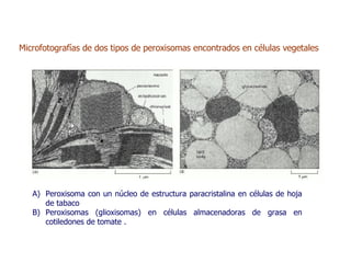 Peroxisoma con un núcleo de estructura paracristalina en células de hoja de tabaco  Peroxisomas (glioxisomas) en células almacenadoras de grasa en cotiledones de tomate . Microfotografías de dos tipos de peroxisomas encontrados en células vegetales 