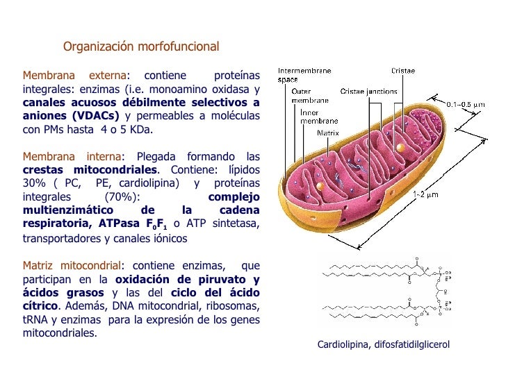 Mitocondrias2007 Mitocondrias2007