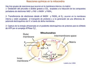 Reacciones químicas en la mitocondria Hay tres grupos de reacciones que ocurren en la membrana interna y la matriz:  1-  Oxidación del piruvato o ácidos grasos a CO 2   acoplada a la reducción de los compuestos portadores de electrones NAD +  y FAD  a NADH  y FADH 2 .  2-  Transferencia de electrones desde el NADH  y FADH 2  al O 2 : ocurren en la membrana interna y están acopladas  al transporte de protones y a la generación de una diferencia de  potencial electroquímico de H +  a través de dicha membrana   . 3- Captura de la energía almacenada en el gradiente electroquímico de protones para la  síntesis de ATP  por el complejo  ATPasa F 0 F 1 e - Lodish  et al . 2004 H + H + H + H + H + H + e - FADH 2  