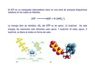 El ATP es un compuesto intermediario clave en una serie de procesos bioquímicos celulares en los cuales se hidroliza.   ATP  ADP + Pi (HPO 4 -2 ) La energía libre de hidrólisis   G h   del  ATP   es de aprox. 12 kcal/mol.  De esta energía, las reacciones más eficientes usan aprox. 7 kcal/mol. El resto, aprox. 5 kcal/mol, se libera al medio en forma de calor. 