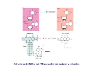 Estructuras del NAD y del FAD en sus formas oxidadas y reducidas 