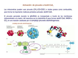 Activación: de piruvato a Acetil-CoA, Las mitocondrias pueden usar piruvato ( CH 3 -CO-COO - ) o ácidos grasos como combustible, para formar la importante molécula portadora activada:  acetil CoA.   El piruvato generado durante la  glicólisis  es transportado a través de las membranas mitocondriales a la matriz. Allí reacciona con la  coenzima A  para formar  acetil CoA ,  NADH  y  CO 2  en una reacción catalizada por el  complejo piruvato deshidrogenasa .   complejo piruvato deshidrogenasa 