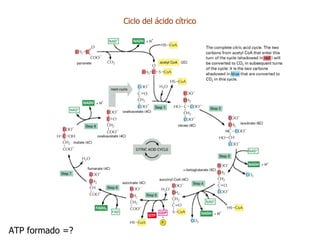 Ciclo del ácido cítrico ATP formado =? 