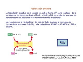 Fosforilación oxidativa La fosforilación oxidativa es el proceso en cual se forma ATP como resultado  de la transferencia de electrones desde el NADH o FADH 2  al O 2  por medio de una serie de transportadores de electrones en la membrana interna mitocondrial . Las reacciones de la vía glicolítica y del ciclo de Krebs producen la conversión de  1 molécula de glucosa en 6 de CO 2   y la  reducción de 10 NAD +  a 10 NADH y 2 FAD a 2 FADH 2 . http://www.nature.com/nrg/journal/v2/n5/animation/nrg0501_342a_swf_MEDIA1.html 