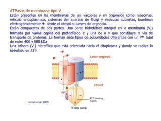 ATPasas de membrana tipo V  Están presentes en las membranas de las vacuolas y en organelos como lisosomas, retículo endoplásmico, cisternas del aparato de Golgi y vesículas cubiertas, bombean electrogenicamente H +  desde el citosol al lumen del organelo. Están compuestas de dos partes. Una parte hidrofóbica integral en la membrana (V 0 ) formada por varias copias del proteolípido c y una de a y que constituye la vía de transporte de protones.  La forman siete tipos de subunidades diferentes con un PM total de entre 400 y 500 kDa Una cabeza (V 1 ) hidrofílica que está orientada hacia el citoplasma y donde se realiza la hidrólisis del ATP.  citosol lumen organelo Lodish  et al . 2000 H + H + H + H + 