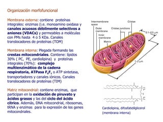 Organización morfofuncional Membrana externa :  contiene  proteínas integrales: enzimas (i.e. monoamino oxidasa y  canales acuosos débilmente selectivos a aniones (VDACs)  y permeables a moléculas con PMs hasta  4 o 5 KDa. Canales translocadores de prote ínas (TOM)  Membrana interna :  Plegada formando las  crestas mitocondriales . Contiene: lípidos 30% ( PC,  PE, cardiolipina)  y  proteínas integrales (70%):  complejo multienzimático de la cadena respiratoria, ATPasa F 0 F 1  o ATP sintetasa, transportadores y canales iónicos. Canales translocadores de prote ínas (TIM) Matriz mitocondrial : contiene enzimas,  que participan en la  oxidación de piruvato y ácidos grasos  y las del  ciclo del ácido cítrico . Además, DNA mitocondrial, ribosomas, tRNA y enzimas  para la expresión de los genes mitocondriales . Cardiolipina, difosfatidilglicerol (membrana interna)   