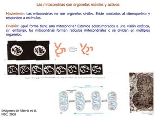Las mitocondrias son organelos m óviles y activos Movimiento :  Las mitocondrias no son organelos s ésiles. Están asociados al citoesqueleto y responden a estímulos . Divisi ón :  ¿qué forma tiene una mitocondria? Estamos acostumbrados a una visi ón estática, sin embargo, las mitocondrias forman retículos mitocondriales o se dividen en múltiples organelos.  Im ágenes de  Alberts et al. MBC, 2008 