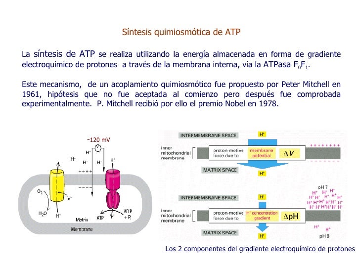 Mitocondrias2008