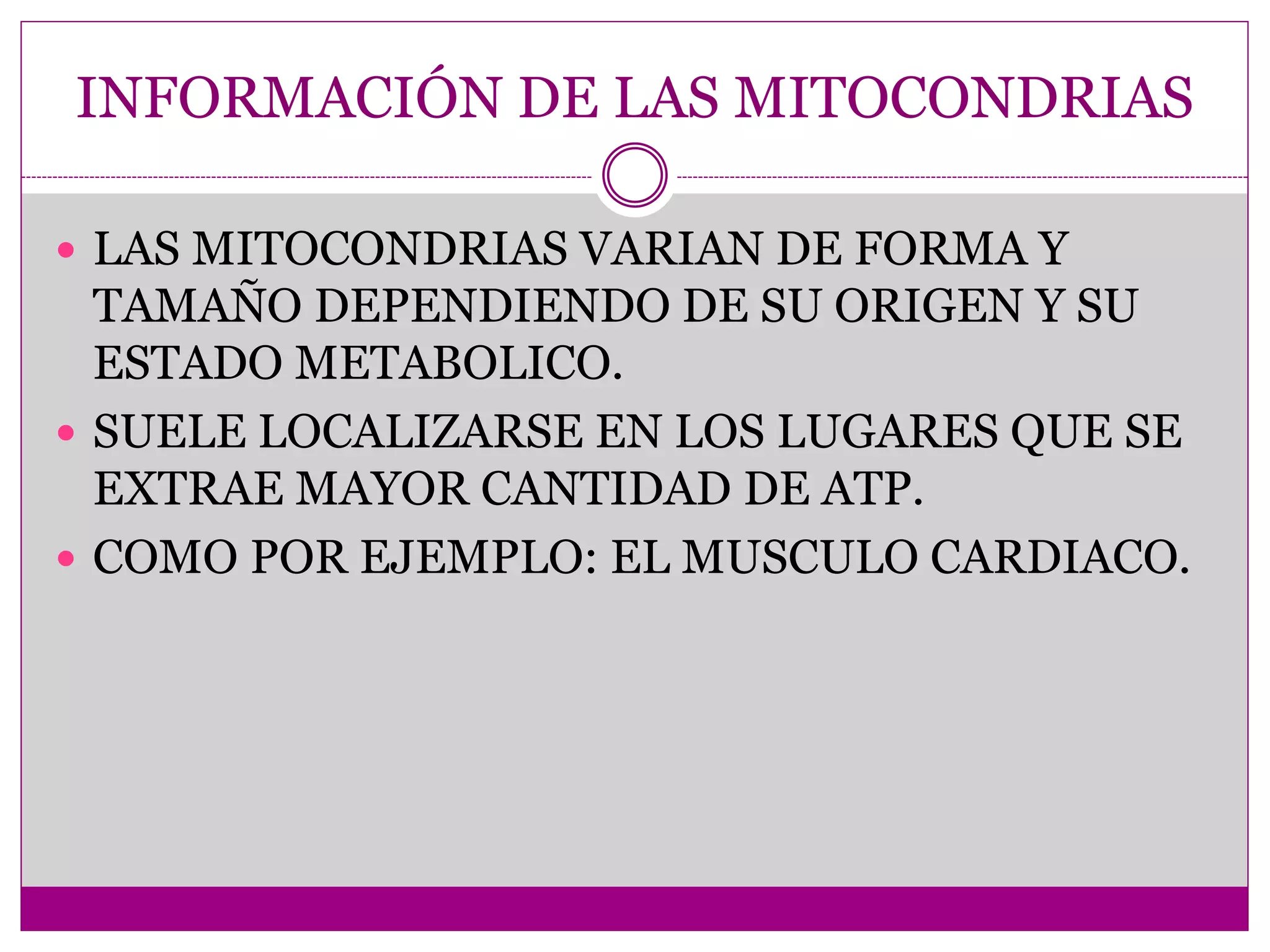 INFORMACIÓN DE LAS MITOCONDRIAS
LAS MITOCONDRIAS VARIAN DE FORMA Y
TAMAÑO DEPENDIENDO DE SU ORIGEN Y SU
ESTADO METABOLICO.
SUELE LOCALIZARSE EN LOS LUGARES QUE SE
EXTRAE MAYOR CANTIDAD DE ATP.
COMO POR EJEMPLO: EL MUSCULO CARDIACO.