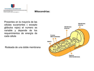 Mitocondrias:



Presentes en la mayoría de las
células eucariontes ( excepto
glóbulos rojos) el numero es
variable y depende de los
requerimientos de energía de
cada célula



Rodeada de una doble membrana
 