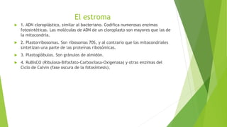 El estroma
 1. ADN cloroplástico, similar al bacteriano. Codifica numerosas enzimas
fotosintéticas. Las moléculas de ADN de un cloroplasto son mayores que las de
la mitocondria.
 2. Plastorribosomas. Son ribosomas 70S, y al contrario que los mitocondriales
sintetizan una parte de las proteínas ribosómicas.
 3. Plastoglóbulos. Son gránulos de almidón.
 4. RuBisCO (Ribulosa-Bifosfato-Carboxilasa-Oxigenasa) y otras enzimas del
Ciclo de Calvin (fase oscura de la fotosíntesis).
 