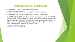 Membranas del cloroplasto
 1. MEMBRANA EXTERNA. Similar a la mitocondrial.
 2. ESPACIO INTERMEMBRANA. De composición similar al citosol.
 3. MEMBRANA INTERNA. Muy impermeable, como la mitocondrial.
 4. MEMBRANAS TILACOIDALES. Forman unos sacos aplanados, los TILACOIDES,
que se oriental longitudinalmente. Tienen abundantes proteínas, destacando
las de la CADENA FOTOSINTÉTICA (cadena transportadora de electrones) y la
ATPasa, además de CLOROFILAS y otros pigmentos. Si se apilan unos sobre
otros, comos i fueran monedas, se llaman Grana.
 5. ESPACIO INTRATILACOIDAL.
 