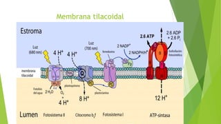 Membrana tilacoidal
 