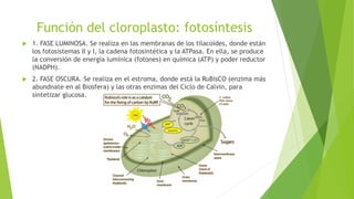 Función del cloroplasto: fotosíntesis
 1. FASE LUMINOSA. Se realiza en las membranas de los tilacoides, donde están
los fotosistemas II y I, la cadena fotosintética y la ATPasa. En ella, se produce
la conversión de energía lumínica (fotones) en química (ATP) y poder reductor
(NADPH).
 2. FASE OSCURA. Se realiza en el estroma, donde está la RuBisCO (enzima más
abundnate en al Biosfera) y las otras enzimas del Ciclo de Calvin, para
sintetizar glucosa.
 