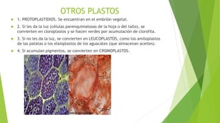 OTROS PLASTOS
 1. PROTOPLASTIDIOS. Se encuentran en el embrión vegetal.
 2. Si les da la luz (células parenquimatosas de la hoja o del tallo), se
convierten en cloroplastos y se hacen verdes por acumulación de clorofila.
 3. Si no les da la luz, se convierten en LEUCOPLASTOS, como los amiloplastos
de las patatas o los elaioplastos de los aguacates (que almacenan aceites).
 4. Si acumulan pigmentos, se convierten en CROMOPLASTOS.
 
