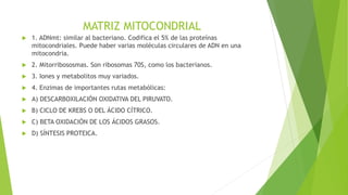 MATRIZ MITOCONDRIAL
 1. ADNmt: similar al bacteriano. Codifica el 5% de las proteínas
mitocondriales. Puede haber varias moléculas circulares de ADN en una
mitocondria.
 2. Mitorribososmas. Son ribosomas 70S, como los bacterianos.
 3. Iones y metabolitos muy variados.
 4. Enzimas de importantes rutas metabólicas:
 A) DESCARBOXILACIÓN OXIDATIVA DEL PIRUVATO.
 B) CICLO DE KREBS O DEL ÁCIDO CÍTRICO.
 C) BETA OXIDACIÓN DE LOS ÁCIDOS GRASOS.
 D) SÍNTESIS PROTEICA.
 