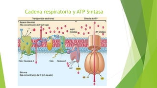 Cadena respiratoria y ATP Sintasa
 