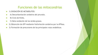 Funciones de las mitocondrias
 1) OXIDACIÓN DE METABOLITOS:
 A) Descarboxilación oxidativa del piruvato.
 B) Ciclo de Krebs.
 C) Beta-oxidación de los ácidos grasos.
 2) Obtención de ATP mediante fosforilación oxidativa por la ATPasa.
 3) Formación de precursores de las principales rutas anabólicas.
 
