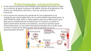 Enfermedades mitocondriales Se han descrito numerosas enfermedades mitocondriales que tienen su origen
en la mutación de genes nucleares o del ADNmt. Afectan principalmente a las
células con metabolismo más activo, como las neuronas o las fibras
musculares.
 Con la técnica de reproducción asistida de los tres progenitores se ha
conseguido que nazcan bebés libres de una enfermedad mitocondrial grave: la
enfermedad de Leigh. Padre y madre aportan cada uno su ADN nuclear, pero
dado que las mitocondrias de la madre llevan la mutación y el padre no
aporta mitocondrias durante la fecundación, una tercera persona aporta
mitocondrias sanas: es una madre mitocondrial donadora de un óvulo al que
se mete el núcleo de la madre nuclear. Este óvulo mixto se une al
espermatozoide del padre:
 
