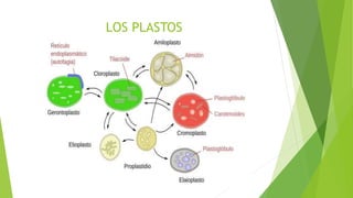 LOS PLASTOS
 