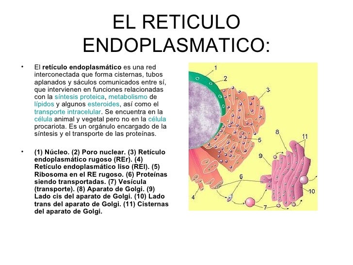 Mitocondrias Y Reticulo Endoplasmatico
