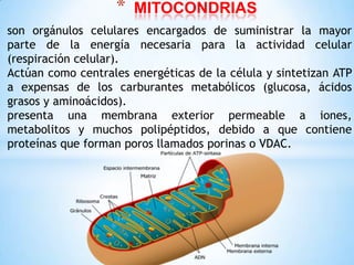 *

MITOCONDRIAS

son orgánulos celulares encargados de suministrar la mayor
parte de la energía necesaria para la actividad celular
(respiración celular).
Actúan como centrales energéticas de la célula y sintetizan ATP
a expensas de los carburantes metabólicos (glucosa, ácidos
grasos y aminoácidos).
presenta una membrana exterior permeable a iones,
metabolitos y muchos polipéptidos, debido a que contiene
proteínas que forman poros llamados porinas o VDAC.

 