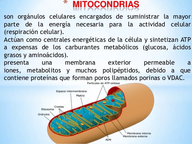 Resultado de imagen para MITOCONDRIAS