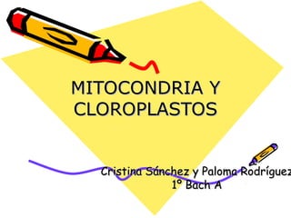 MITOCONDRIA Y
CLOROPLASTOS


  Cristina Sánchez y Paloma Rodríguez
               1º Bach A
 