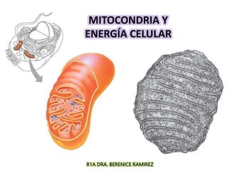 MITOCONDRIA Y
ENERGÍA CELULAR
R1A DRA. BERENICE RAMIREZ
 