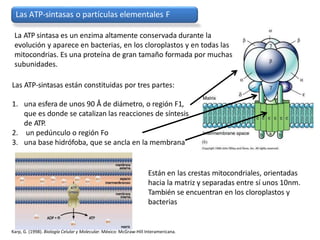 mitocondria y energia celular.pptx