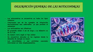 DESCRIPCIÓN GENERAL DE LAS MITOCONDRIAS
• Las mitocondrias se encuentran en todos los tipos
celulares.
• Constituyen uno de los ejemplos de integración
morfofuncional mas admirables, ya que proveen el
andamiaje.
• Las mitocondrias son cilíndricas.
• En promedio miden 3 um de largo y su diámetro es
de 0,5 um.
• Su numero varia según el tipo celular.
• Se encuentran ubicadas en las regiones donde la
demanda de energía es mayor.
• Los microtúbulos y sus proteínas asociadas
intervienen en tales desplazamientos.
 