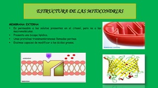 ESTRUCTURA DE LAS MITOCONDRIAS
MEMBRANA EXTERNA
 Es permeable a los solutos presentes en el citosol, pero no a las
macromoléculas.
 Presenta una bicapa lipídica.
 Unas proteínas transmembranosas llamadas porinas.
 Enzimas capaces de modificar a los ácidos grasos.
 