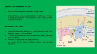 ESPACIO INTERMEMBRANOSO
 Su contenido de solutos es similar al del citosol.
 Es de pH ácido porque desde la bolsa membranosa interior
se bombean protones continuamente a este espacio entre
las dos membranas.
MEMBRANA INTERNA
 Desarrolla plegamientos hacia la matriz que dan lugar a las
llamadas crestas mitocondriales.
 La forma y el número de las crestas varían en los distintos
tipos celulares.
 Presenta un alto grado de especialización.
 Las caras de su bicapa lipídica exhiben una marcada
asimetría.
 