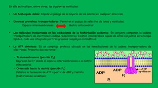 En ella se localizan, entre otras, las siguientes moléculas:
 Un fosfolípido doble: Impide el pasaje de la mayoría de los solutos en cualquier dirección.
 Diversas proteínas transportadoras: Permiten el pasaje de selectivo de iones y moléculas.
Espacio intermembranoso Matriz mitocondrial
 Las moléculas involucradas en las oxidaciones de la fosforilación oxidativa: En conjunto componen la cadena
transportadora de electrones (cadena respiratoria). Existen innumerables copias de estos conjuntos en la bicapa
lipídica, cada uno integrado por tres grandes complejos enzimáticos.
 La ATP sintetasa: Es un complejo proteico ubicado en las inmediaciones de la cadena transportadora de
electrones. Presenta dos sectores:
- Transmembranoso (porción F0)
Regresan los H+ desde el espacio intermembranoso a la matriz
mitocondrial.
- Orientado hacia la matriz (porción F1)
Cataliza la formación de ATP a partir de ADP y fosfato
(fosforilación oxidativa)
 