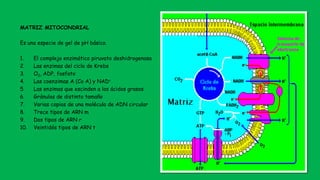 MATRIZ MITOCONDRIAL
Es una especie de gel de pH básico.
1. El complejo enzimático piruvato deshidrogenasa
2. Las enzimas del ciclo de Krebs
3. O2, ADP, fosfato
4. Las coenzimas A (Co A) y NAD+
5. Las enzimas que escinden a los ácidos grasos
6. Gránulos de distinto tamaño
7. Varias copias de una molécula de ADN circular
8. Trece tipos de ARN m
9. Dos tipos de ARN r
10. Veintidós tipos de ARN t
 