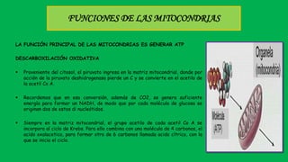 FUNCIONES DE LAS MITOCONDRIAS
LA FUNCIÓN PRINCIPAL DE LAS MITOCONDRIAS ES GENERAR ATP
DESCARBOXILACIÓN OXIDATIVA
 Proveniente del citosol, el piruvato ingresa en la matriz mitocondrial, donde por
acción de la piruvato deshidrogenasa pierde un C y se convierte en el acetilo de
la acetil Co A.
 Recordemos que en esa conversión, además de CO2, se genera suficiente
energía para formar un NADH, de modo que por cada molécula de glucosa se
originan dos de estos di nucleótidos.
 Siempre en la matriz mitocondrial, el grupo acetilo de cada acetil Co A se
incorpora al ciclo de Krebs. Para ello combina con una molécula de 4 carbonos, el
acido oxalacetico, para formar otra de 6 carbonos llamada acido cítrico, con la
que se inicia el ciclo.
 