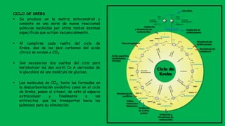 CICLO DE KREBS
 Se produce en la matriz mitocondrial y
consiste en una serie de nueve reacciones
químicas mediadas por otras tantas enzimas
especificas que actúan secuencialmente.
 Al cumplirse cada vuelta del ciclo de
Krebs, dos de los seis carbonos del acido
cítrico se oxidan a CO2.
 Son necesarias dos vueltas del ciclo para
metabolizar las dos acetil Co A derivadas de
la glucolisis de una molécula de glucosa.
 Las moléculas de CO2, tanto las formadas en
la descarboxilación oxidativa como en el ciclo
de Krebs, pasan al citosol, de este al espacio
extracelular y finalmente a los
eritrocitos, que las transportan hacia los
pulmones para su eliminación.
 