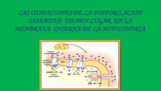 LAS OXIDACIONES DE LA FOSFORILACION
OXIDATIVA TIENEN LUGAR EN LA
MENBRANA INTERNA DE LA MITOCONDRIA
 
